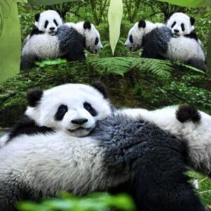 Cute Panda 3D Print Polyester 4-Piece Duvet Cover Sets